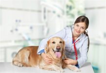Ветеринарная помощь