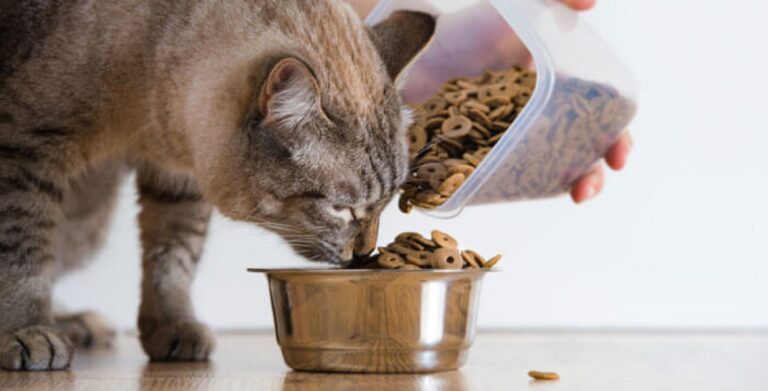 Как хранить сухой корм для кошек: несколько простых правил