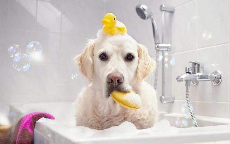 Шампунь для собак: Средство для здоровья и гигиены вашего питомца