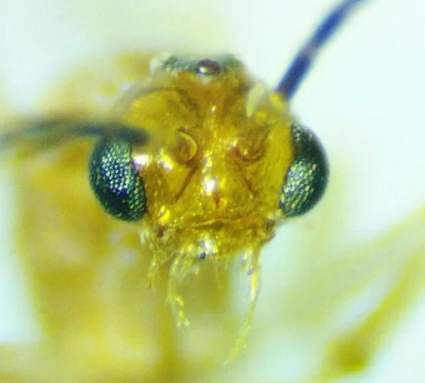 Азійська голчаста мураха (Brachyponera chinensis)