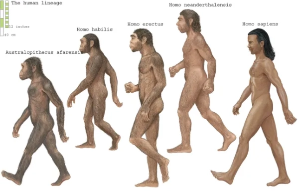 Група Homosapiens, Australopithecus afarensis, Homo erectus, Homo habilis і неандерталець. (Фото: Encyclopaedia Britannica/UIG через Getty Images)