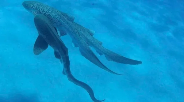 Відео спарювання леопардових акул Доктор Х'юго Лассо