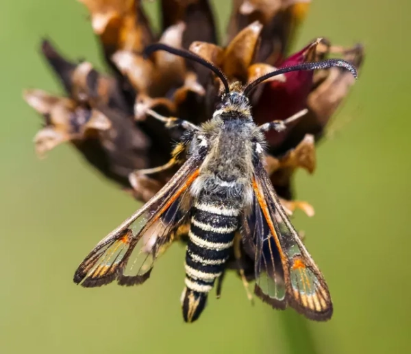 Сесії (лускокрилі)
