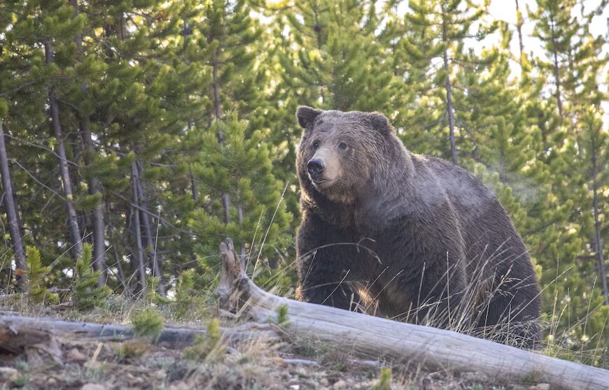 Ведмідь грізлі напав на шкільну групу в канадській провінції Британська Колумбія, поранивши 11 осіб.