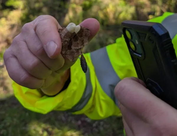 BNPS.co.uk (01202 558833) Фото: DBKA/BNPS Швидке поширення азіатських шершнів-убивць у Великій Британії стало предметом занепокоєння після виявлення гнізда без маток. Більшість гнізд азіатських шершнів знаходять у літні місяці, коли вони знищуються, і всі самці та самки все ще знаходяться всередині. Але оскільки це гніздо було знайдено наприкінці року, запліднені самки вже впали в сплячку на зиму. Існує побоювання, що нові матки – близько 300 – знову з'являться на початку весни та кожна з них побудує нове гніздо для відкладання яєць.