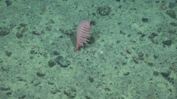 Хижа губка «Куля смерті» серед 30 нових глибоководних видів з Південного океану Оксфорд, Велика Британія - [29 жовтня 2025 р.] - Тридцять раніше невідомих глибоководних видів, включаючи хижу губку «куля смерті», були підтверджені в одному з найвіддаленіших куточків планети Фондом Ніппон, Nekton Ocean Census та його колегами. Відкриття відбулися після двох дослідницьких круїзів 2025 року з Інститутом океану Шмідта та були підтверджені на семінарі з відкриття видів Південного океану, організованому Університетом Магальянес, Пунта-Аренас, Чилі (серпень 2025 р.). Наближається Хелловін, і одним з найцікавіших відкриттів стала нова хижа губка (Chondrocladia sp. nov.). Її сферична форма вкрита крихітними гачками, які ловлять здобич, що чітко контрастує з ніжним, пасивним фільтраційним харчуванням, яке здійснює більшість губок. Також спостерігалися «зомбі-черв'яки» (Osedax sp.). Хоча це й не вважається новим для науки, ці черви не мають рота чи кишечника та покладаються на симбіотичні бактерії для розщеплення жирів у кістках китів та інших великих хребетних.