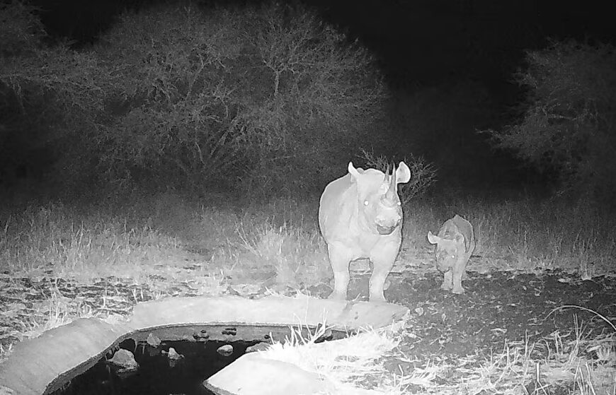 Дитинча чорного носорога, що знаходиться під критичною загрозою зникнення, народилося в дикій природі в Кенії