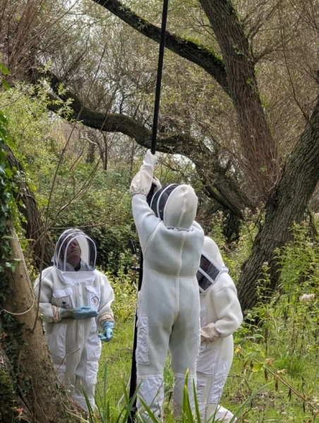 BNPS.co.uk (01202 558833) Фото: DBKA/BNPS На фото: Для знищення гнізда використали спис. Швидке поширення азіатських шершнів-убивць у Великій Британії стало предметом занепокоєння після виявлення гнізда, в якому не залишилося маток. Більшість гнізд азіатських шершнів знаходять у літні місяці, коли їх знищують, і всередині все ще знаходяться всі самці та самки. Але оскільки це гніздо було знайдено наприкінці року, запліднені самки вже впали в сплячку на зиму. Існує побоювання, що нові матки – близько 300 – знову з'являться на початку весни та кожна з них побудує нове гніздо для відкладання яєць.