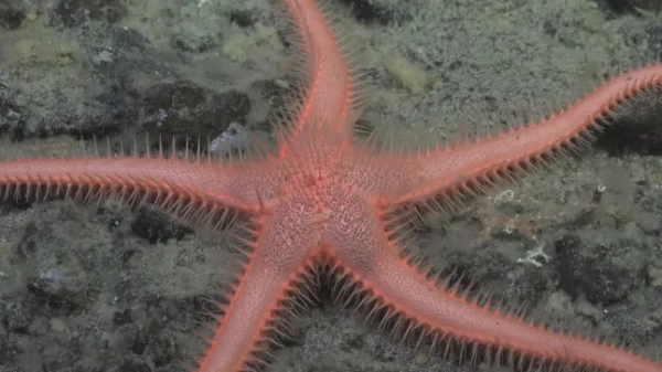 Хижа губка «Куля смерті» серед 30 нових глибоководних видів з Південного океану Оксфорд, Велика Британія - [29 жовтня 2025 р.] - Тридцять раніше невідомих глибоководних видів, включаючи хижу губку «куля смерті», були підтверджені в одному з найвіддаленіших куточків планети Фондом Ніппон, Nekton Ocean Census та його колегами. Відкриття відбулися після двох дослідницьких круїзів 2025 року з Інститутом океану Шмідта та були підтверджені на семінарі з відкриття видів Південного океану, організованому Університетом Магальянес, Пунта-Аренас, Чилі (серпень 2025 р.). Наближається Хелловін, і одним з найцікавіших відкриттів стала нова хижа губка (Chondrocladia sp. nov.). Її сферична форма вкрита крихітними гачками, які ловлять здобич, що чітко контрастує з ніжним, пасивним фільтраційним харчуванням, яке здійснює більшість губок. Також спостерігалися «зомбі-черв'яки» (Osedax sp.). Хоча це й не вважається новим для науки, ці черви не мають рота чи кишечника та покладаються на симбіотичні бактерії для розщеплення жирів у кістках китів та інших великих хребетних.