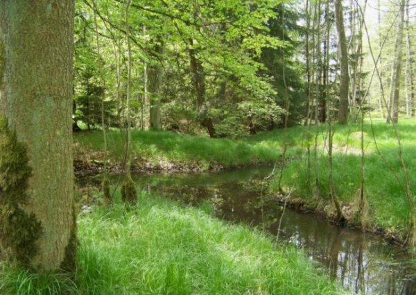 Зелений краєвид. Як він відбивається на нашому здоров'ї?