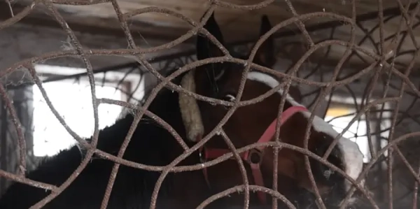 З прикордоння Харківщини вивезли 19 коней з конюшні.