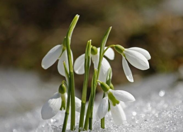 Як впливає весна на наше життя?