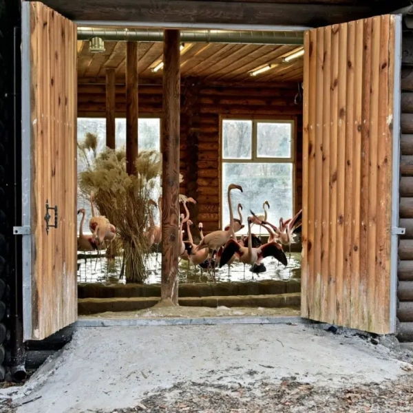 Рожеві фламінго знову прикрашають крейдяне озеро Київського зоопарку