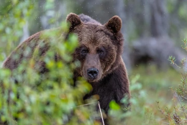 Ведмідь убив чоловіка поблизу столиці Болгарії