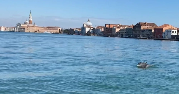 Дельфін здивував туристів: морський гість заплив до мосту Ріальто у Венеції
