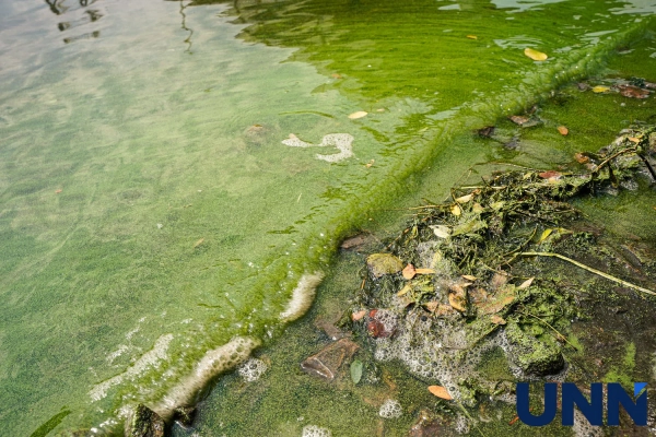 Раннє цвітіння водойм та річкове обміління: Україна готується до еко-викликів
