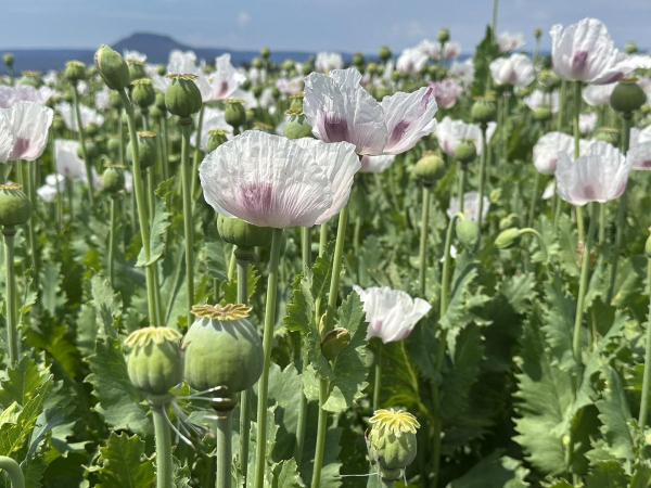 Flowering poppies near Deloraine (1)