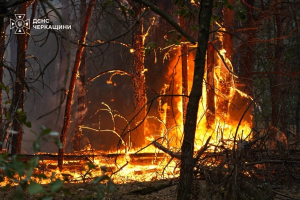 Згарище на сотні гектарів: як вогонь з подвір’я знищив ліс на Черкащині