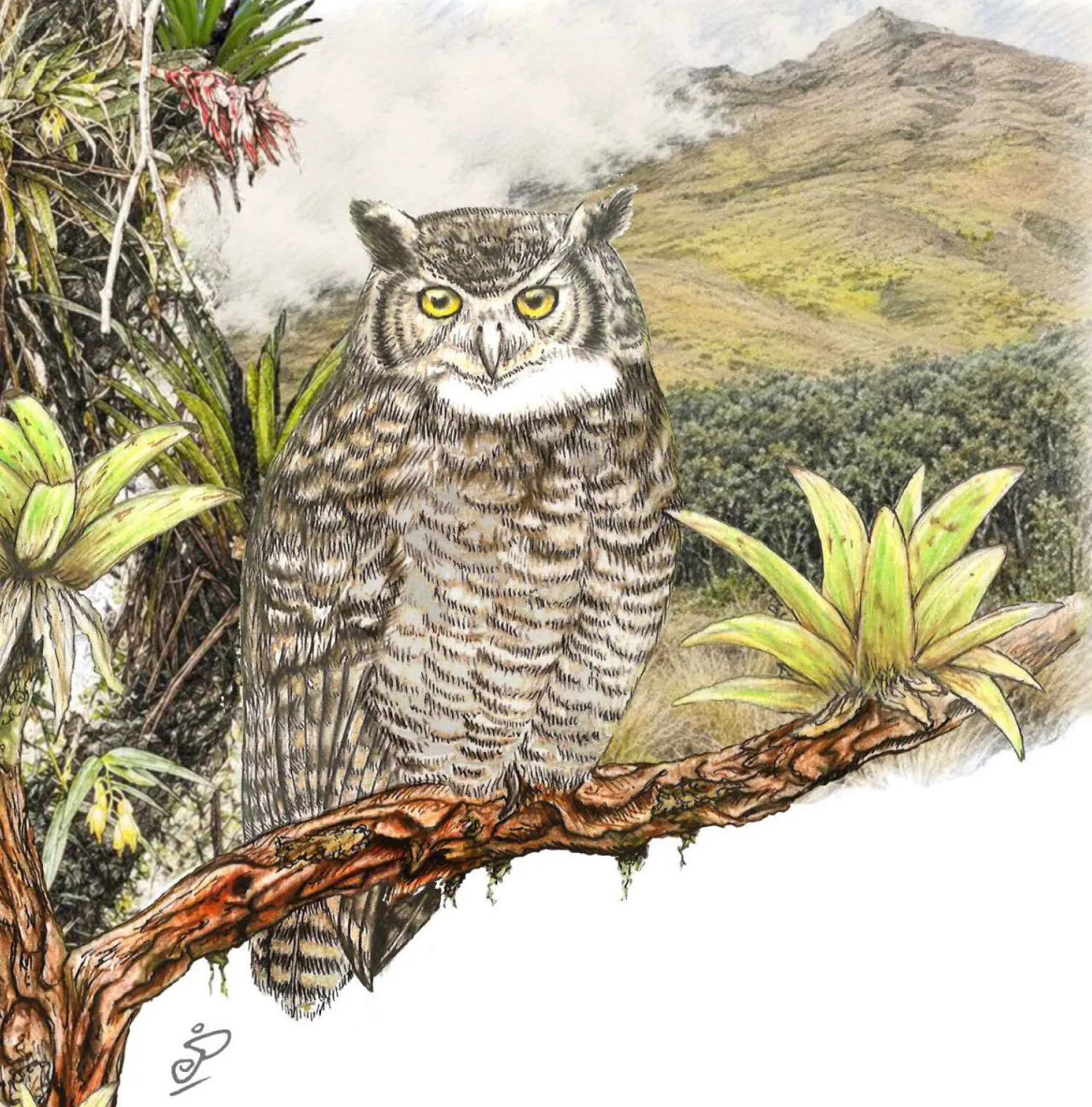 Новий вид сови Bubo jalca