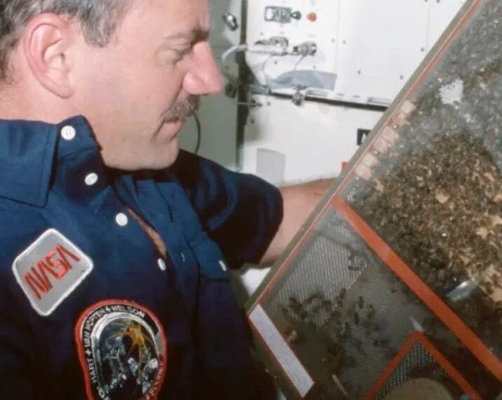 Космічні бджоли NASA: 42 роки потому