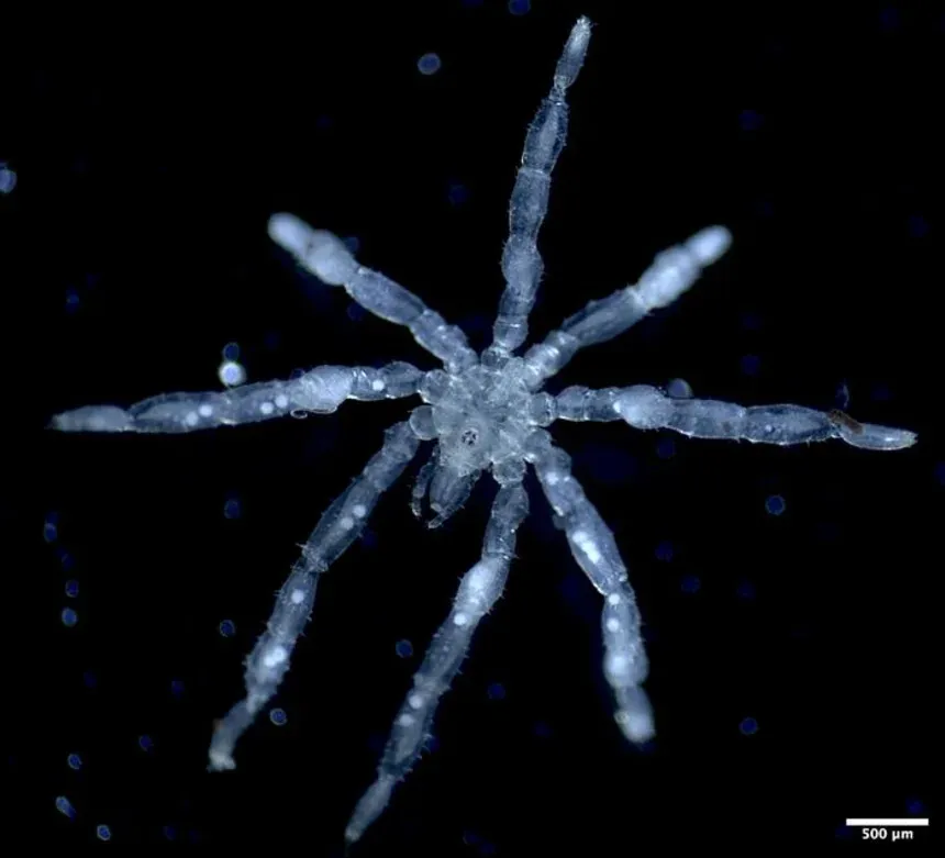 Tanystylum kiixin