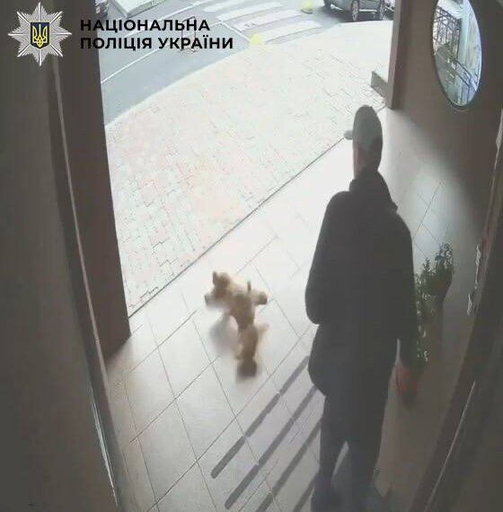 Киянина судитимуть за жорстоке поводження з цуценям